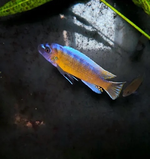 Labeotropheus trewavasae 'Katale Island'